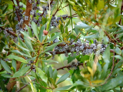 [A close view of the middle part of a wax myrtle tree with numerous clumps of small blue berries attached to the brown bark of the main branches of the tree. The long thinleaves grow on much smaller branches away from the berries.]